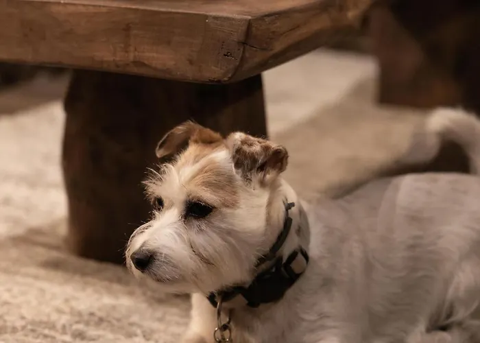 Nevada - Luxury For 6 - Gruponevado * 塞拉内华达